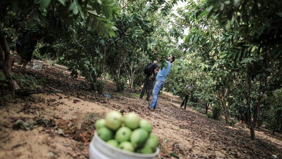 Silifke'de yetiştirmeye başladı şimdi sipariş dayandıramıyor! Az bilinen bu meyve kanserin resmen ilacı