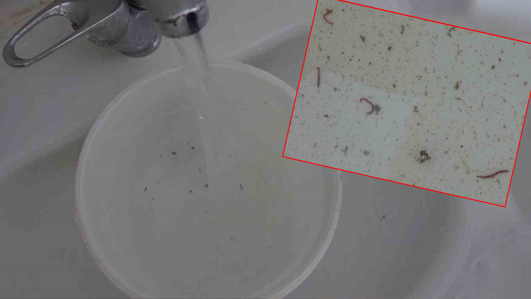 Depremzedeler tedirgin musluklardan canlı kurtçuk aktı:  'Çocuklarımız bu suyu içiyor'