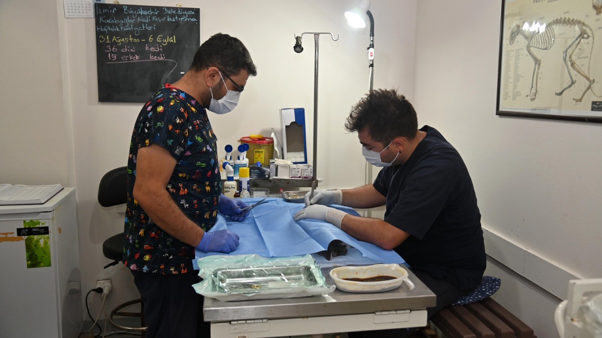 Karabağlar Üçyol Hayvan Sağlığı Merkezi kısırlaştırmalara devam ediyor