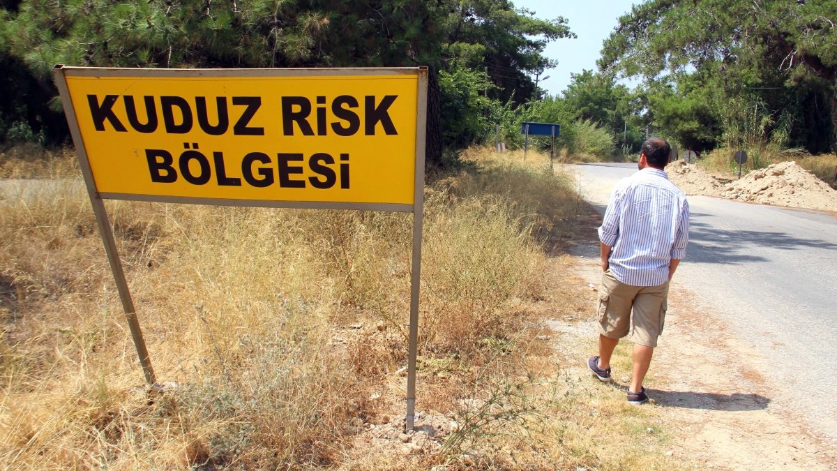 Türkiye'de kuduz alarmı! 'En riskli ülkeler' kategorisine girdi