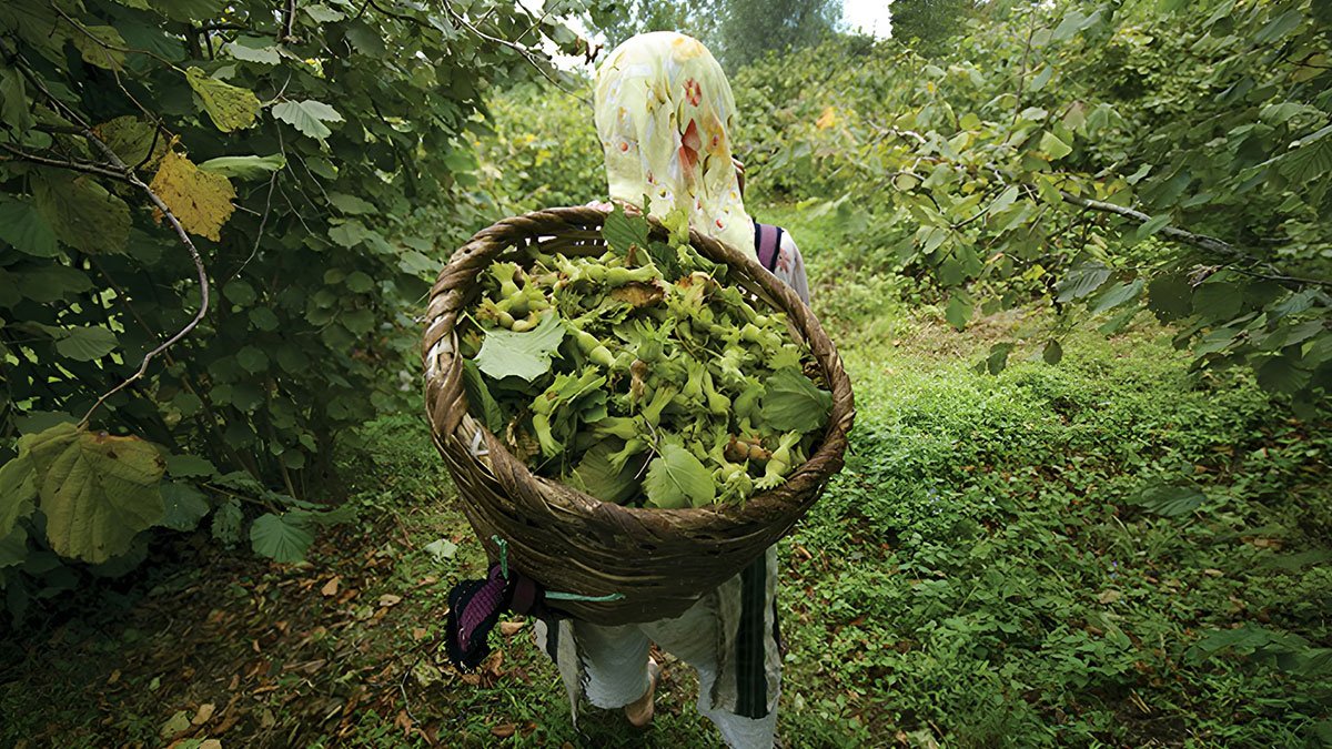 Fındık toplarken hayatını kaybetti: Herkesin başına gelebilir! 17 yaşındaydı, eve gidince fark etti