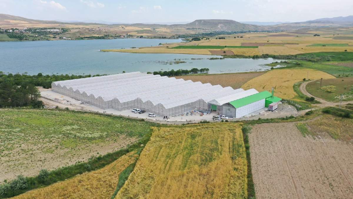 Yaz kış demeden yetiştirilebiliyor! Üç dönümden 900 kilo verim: Pazarda kilosu 15 liradan poşet poşet satılıyor