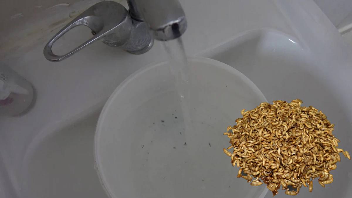 O ilde musluğu açan hayatının şokunu yaşadı! Musluk başlıklarını sökünce ortaya çıktı: Sulardan kurtçuk çıkıyor