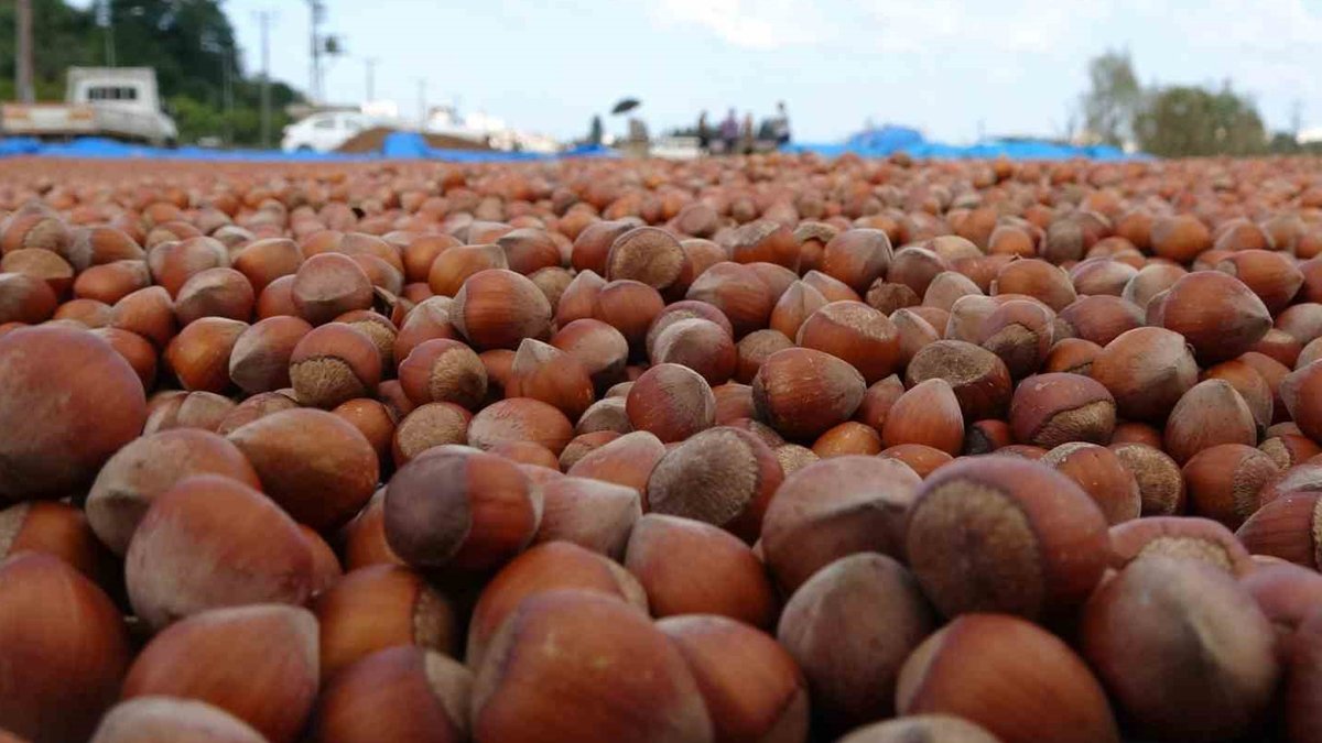 Fındık fiyatı serbest piyasada 100 liraya çıktı