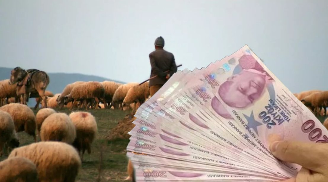 Çobanların da yüzü gülecek! Küçükbaş hayvan yetiştiricileri ve çobanlara yardım bombardımanı: 30 Bin TL'ye çıkarıldı