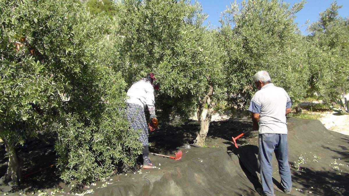Hasadı başladı çiftçinin yüzü düştü! Fiyat farkı bu kadar da olmaz dedirtiyor: Tarlada 30 markette ise 239 TL