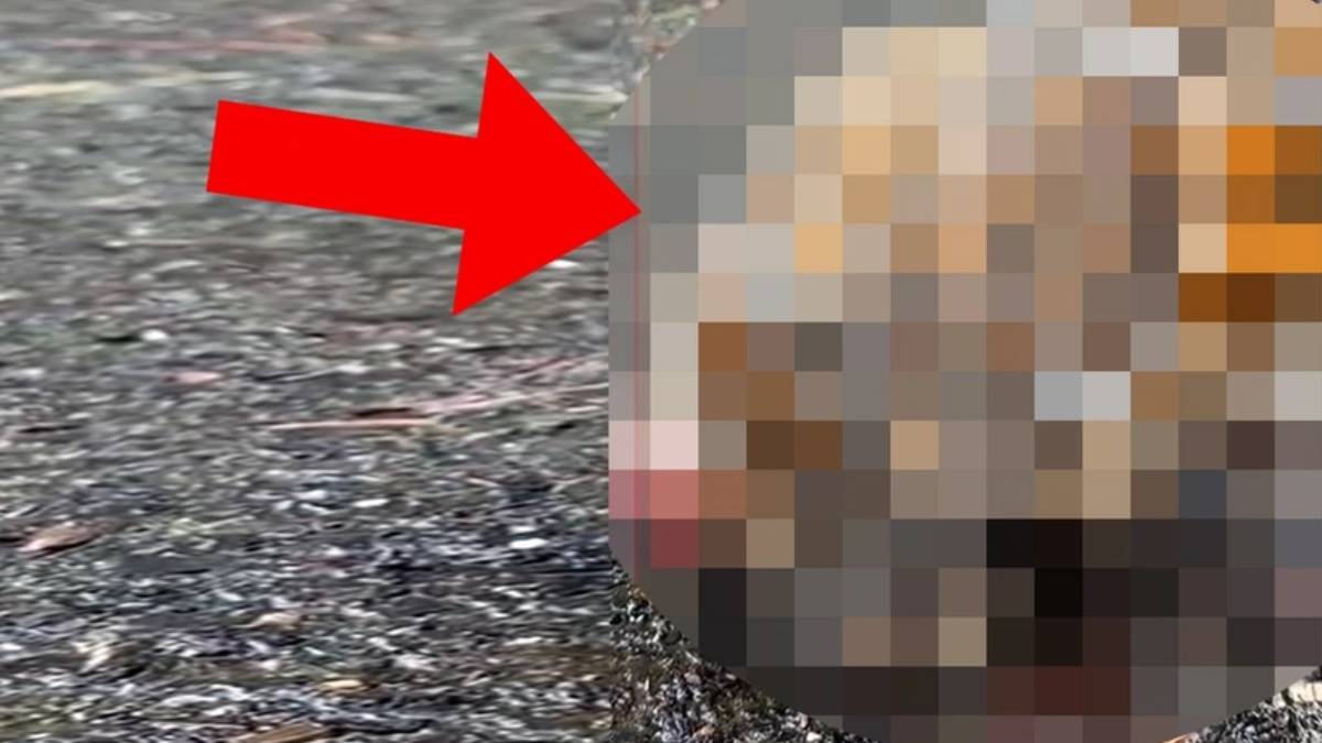 Bu tavuk aklınızı başınızdan alacak... Böyle bir şeyi ilk defa göreceksiniz! Ne tavuk ne de kuş...