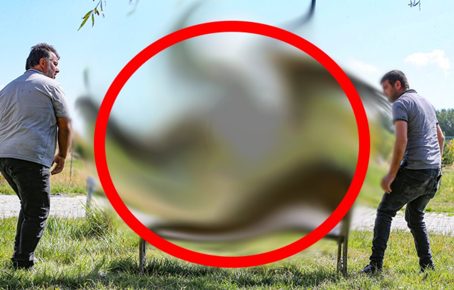 Nesli tehlike altında! O ilimizde yaralı olarak bulundu! Tedavisi sürüyor