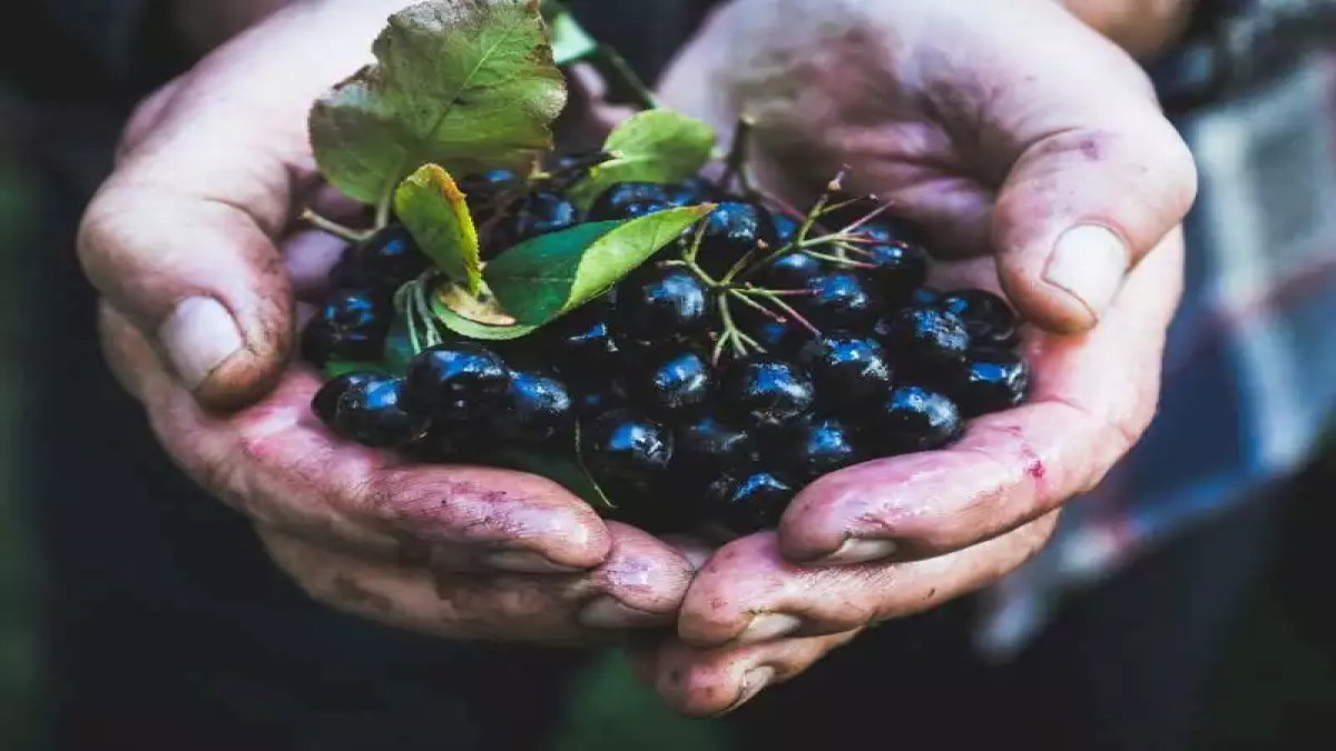 Faydası saymakla bitmeyen aronyayı evinizde yetiştirin! İşte saksıda aronya büyütmenin püf noktaları