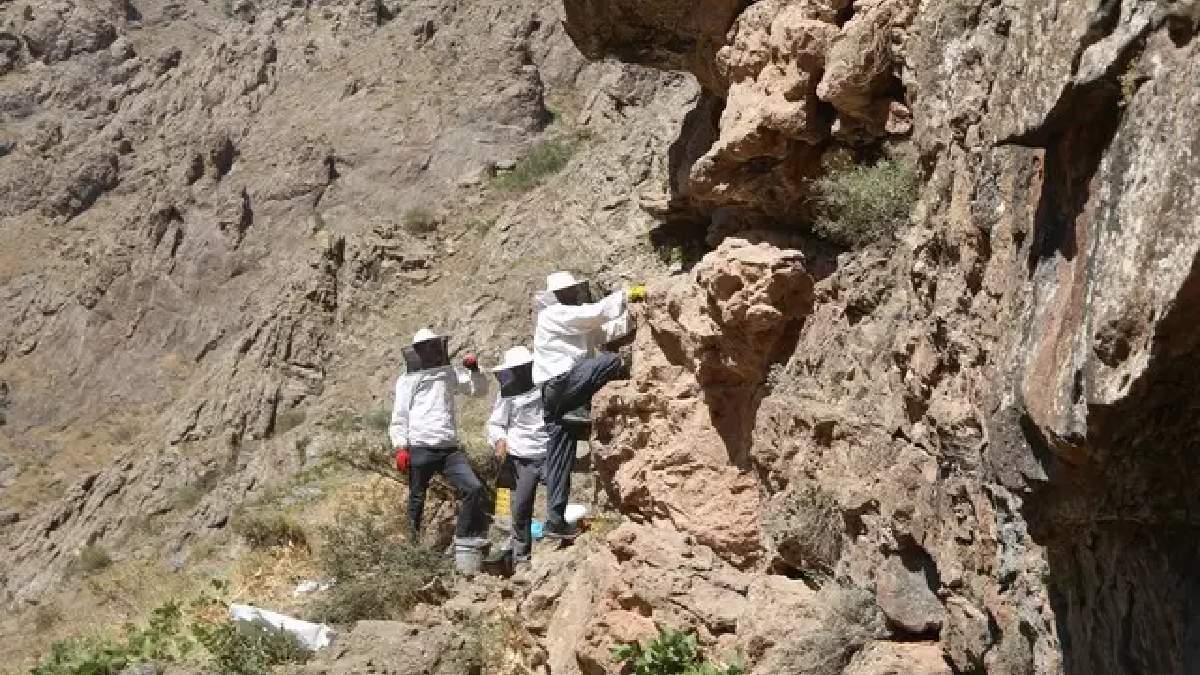 11 yıl önce keşfetti! 3 bin rakımlı dağlardan elleriyle çıkartıyor: Kilosunu ise tam 2 bin 500 liradan satıyor