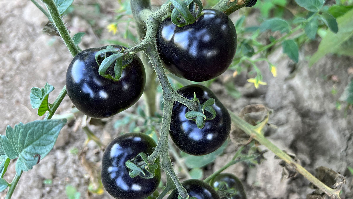 Siyah domates mucizesi: Mide sorunlarına birebir, cildi tazeliyor, yaşlanmayı geciktiriyor! Yüksek antioksidan içeriyor