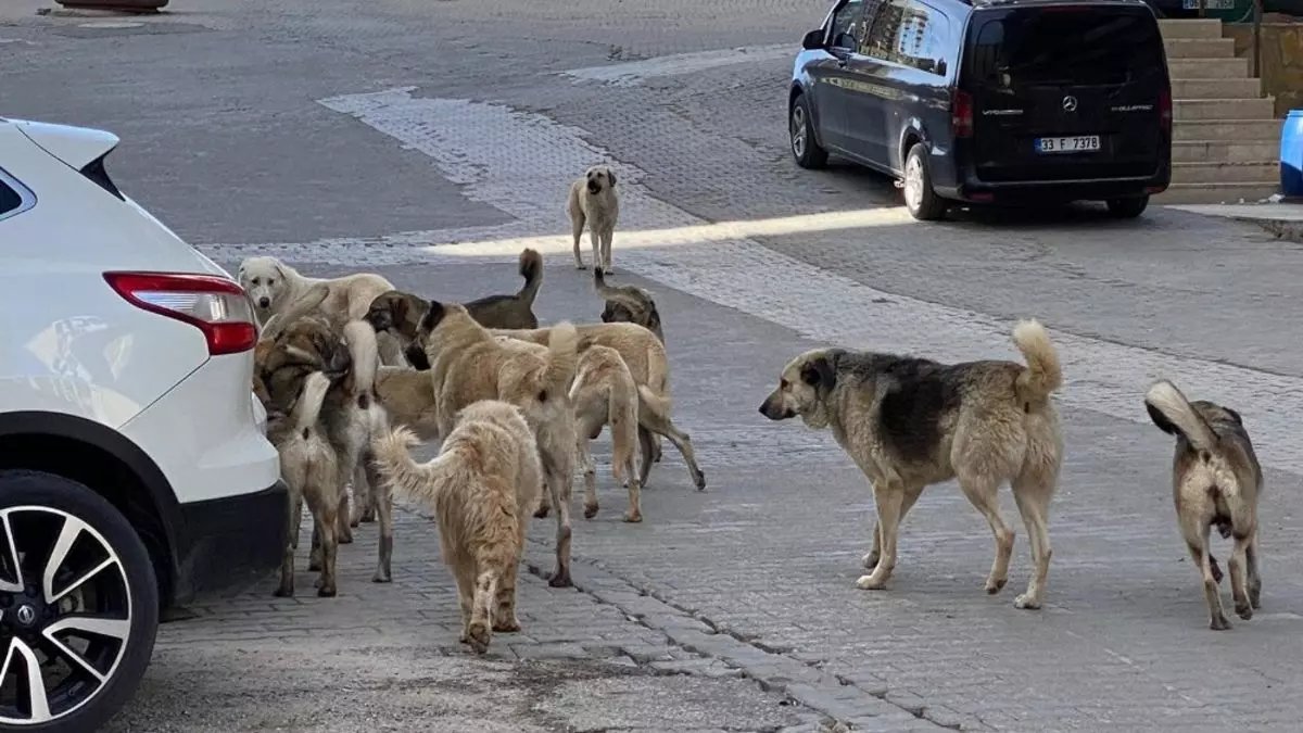 Başıboş sokak hayvanları için yeni çözüm! Komisyon tedbirleri belirledi, o bölgeler artık barınak olacak
