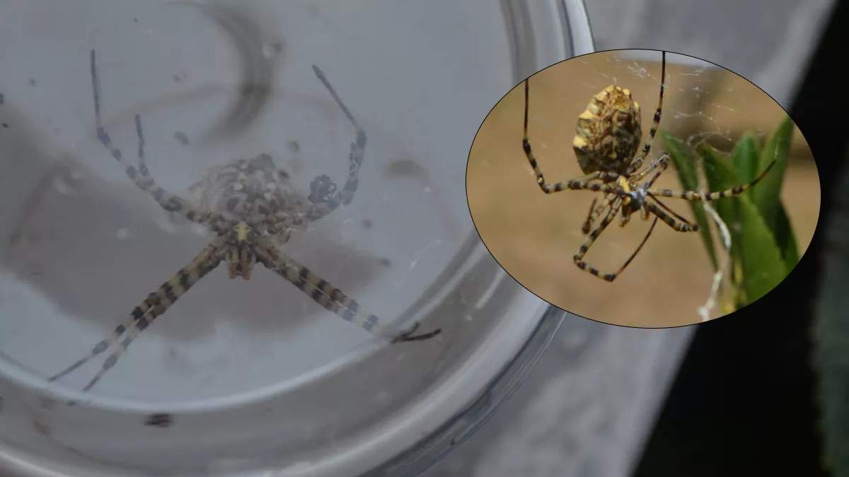 O ilde olanlar köşe bucak kaçın! Dünyanın en zehirli örümceği orada görüldü: Bir ısırığıyla öldürüyor