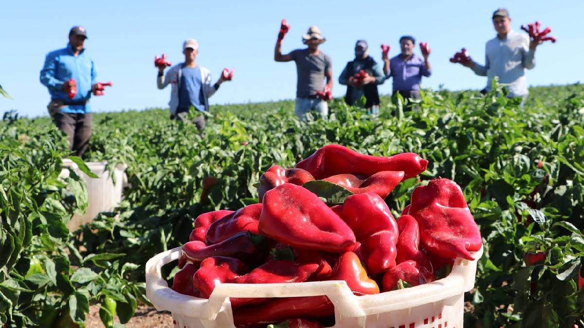Kapya biber lezzeti artık kış sofralarında! Artık yaz kış bahçeden taptaze toplanmış gibi tüketeceksiniz!