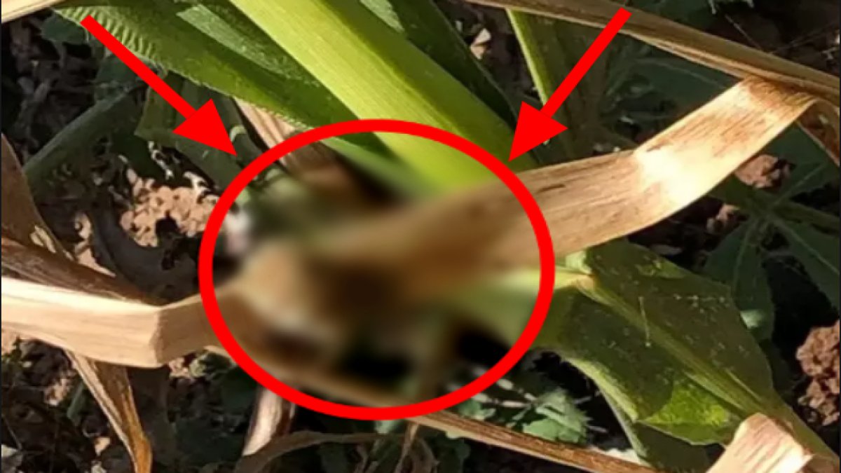 Malatya'dan sonra o ile sıçradı! Kapıyı bacayı sakın açmayın, şimdi de Eskişehir'de görülmeye başlandı