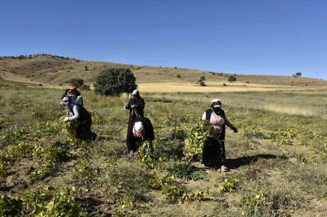 Hastalık vurdu, verim düştü! Ancak fiyatı düşmedi! Bunu üretenler köşeyi dönecek! Kilosu 200 TL... Adeta vitamin deposu