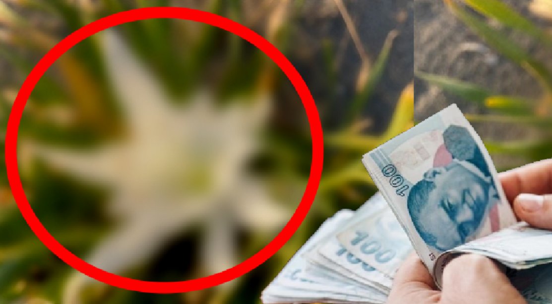 Yolda görseniz dahi koparmayın! Cezası çok büyük! Bu çiçeği koparmanın maliyeti adeta servet!