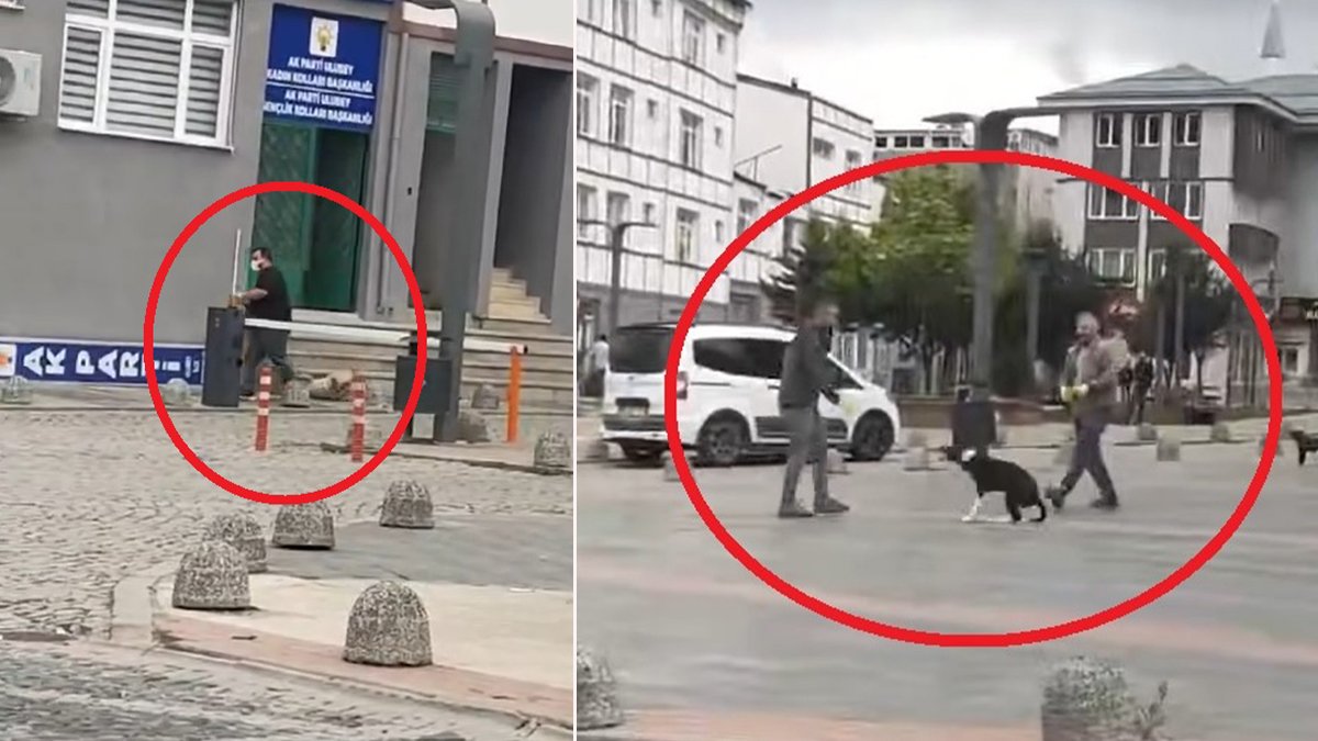 İşkence görüntüleri sonrası belediye personeline soruşturma: Köpeklerin boynuna ip bağlayıp sürüklediler