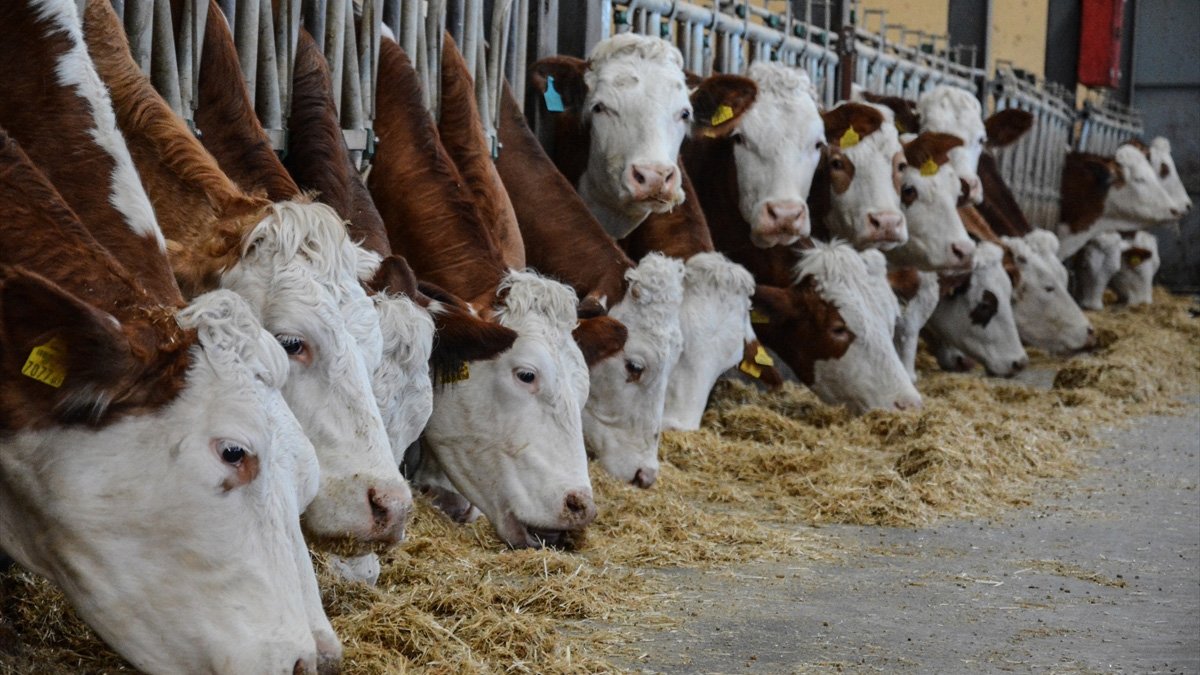 Hayvancılık yapanlar sevinçten oynayacak! Bakan Yumaklı 13 projeye 11 milyon lira hibe desteğini duyurdu