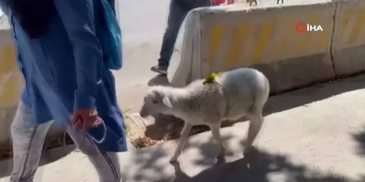 Bu görüntüler içinizi ısıtacak! Engelli çocuğu için aldığı kuzu, pazara, markete giderken bile peşinden ayrılmıyor