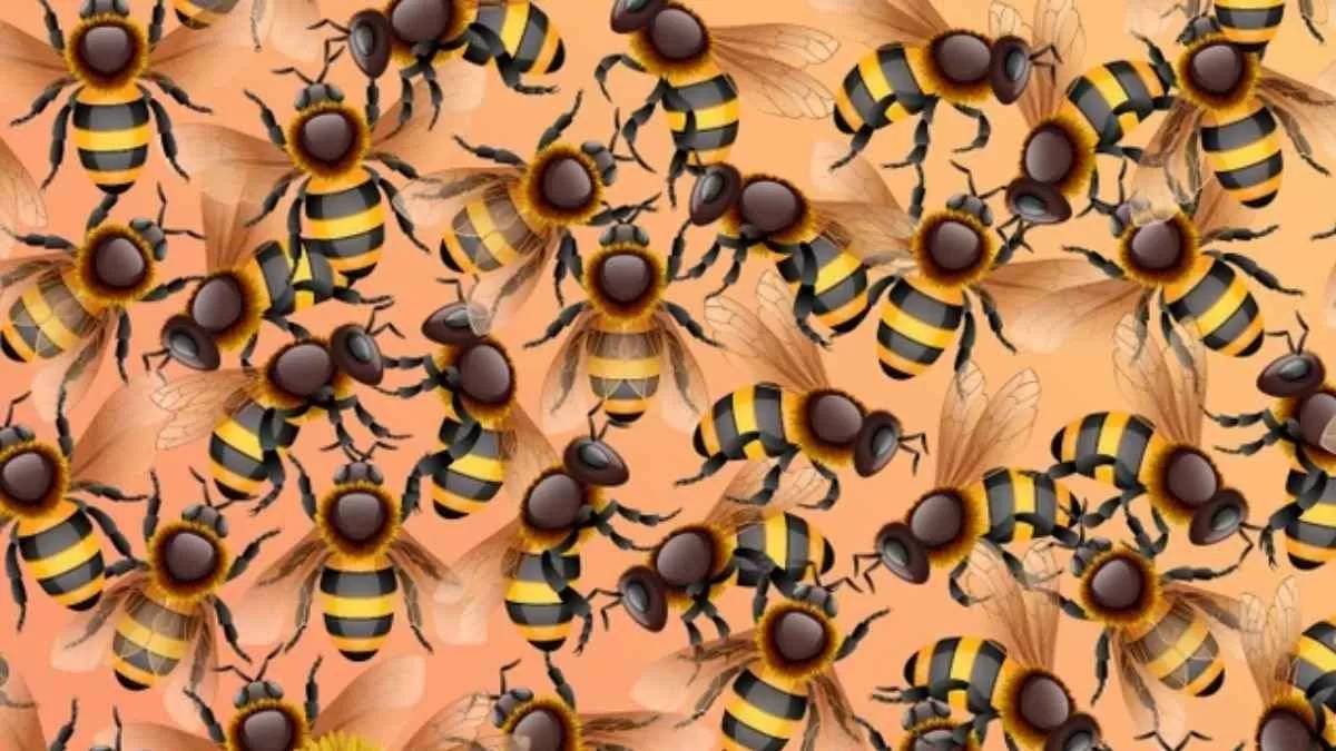 Harvard öğrencileri bulmakta zorlanıyor!  Şahin gibi gözleri olanlar 11 saniyede buluyor! Arılar arasından size bakıyor