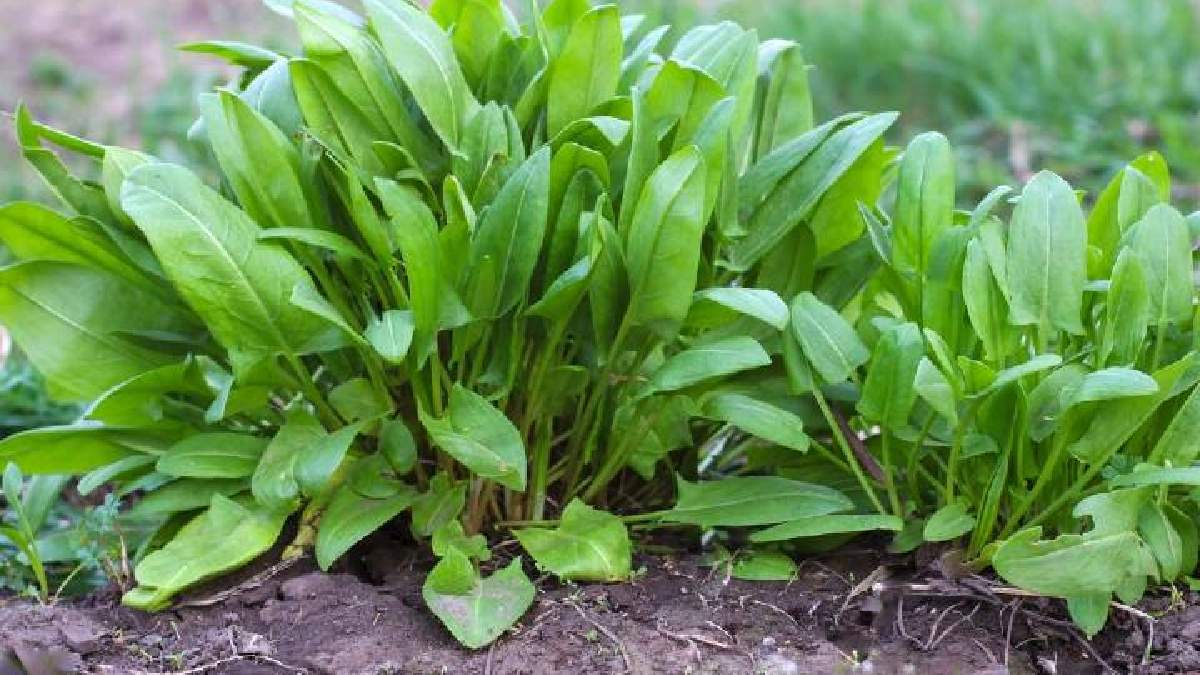 Toprakta kendiliğinden yetişiyor! Alternatif tıbbın gözbebeği: Dünyanın en güçlü mikrop öldürücüleri arasında