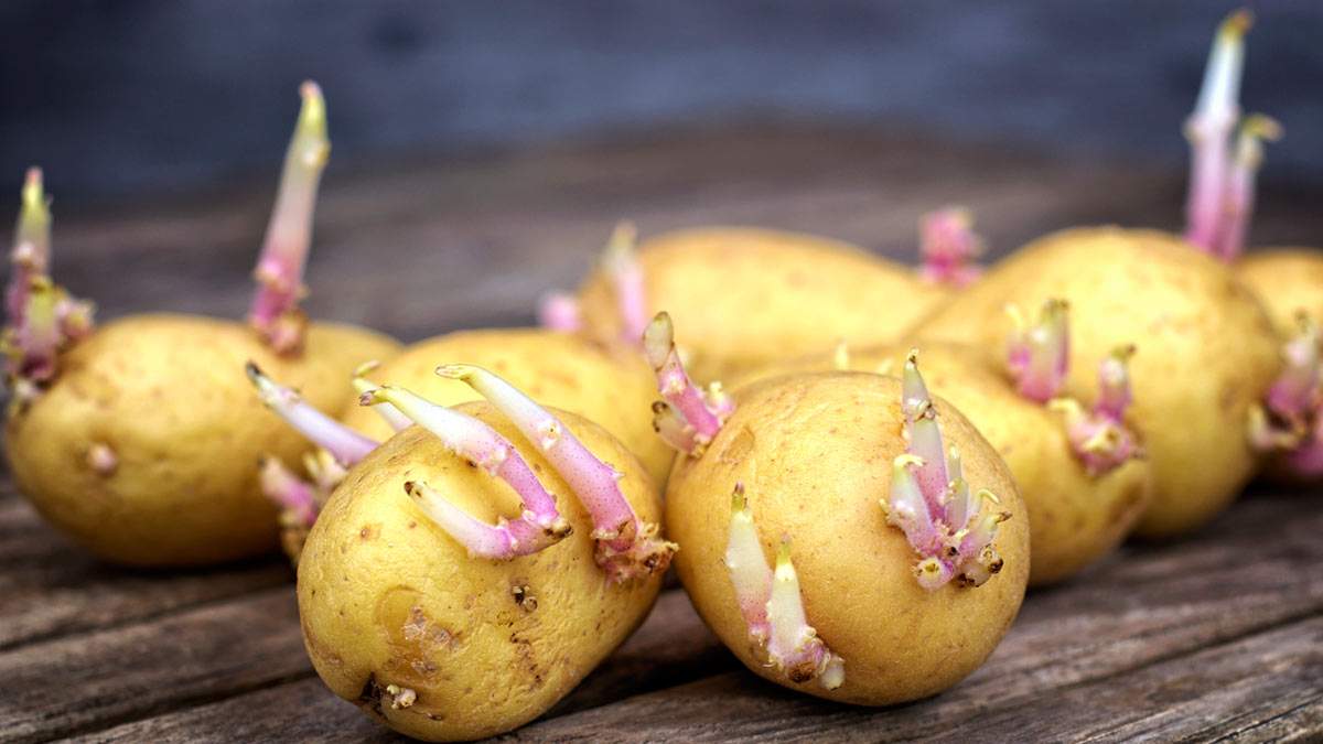 Kış hazırlığı yapanlar dikkat! Patatesler meğer bu yüzden filizleniyormuş: Patatesin filizlenmemesi için bunu yapmanız yeterli