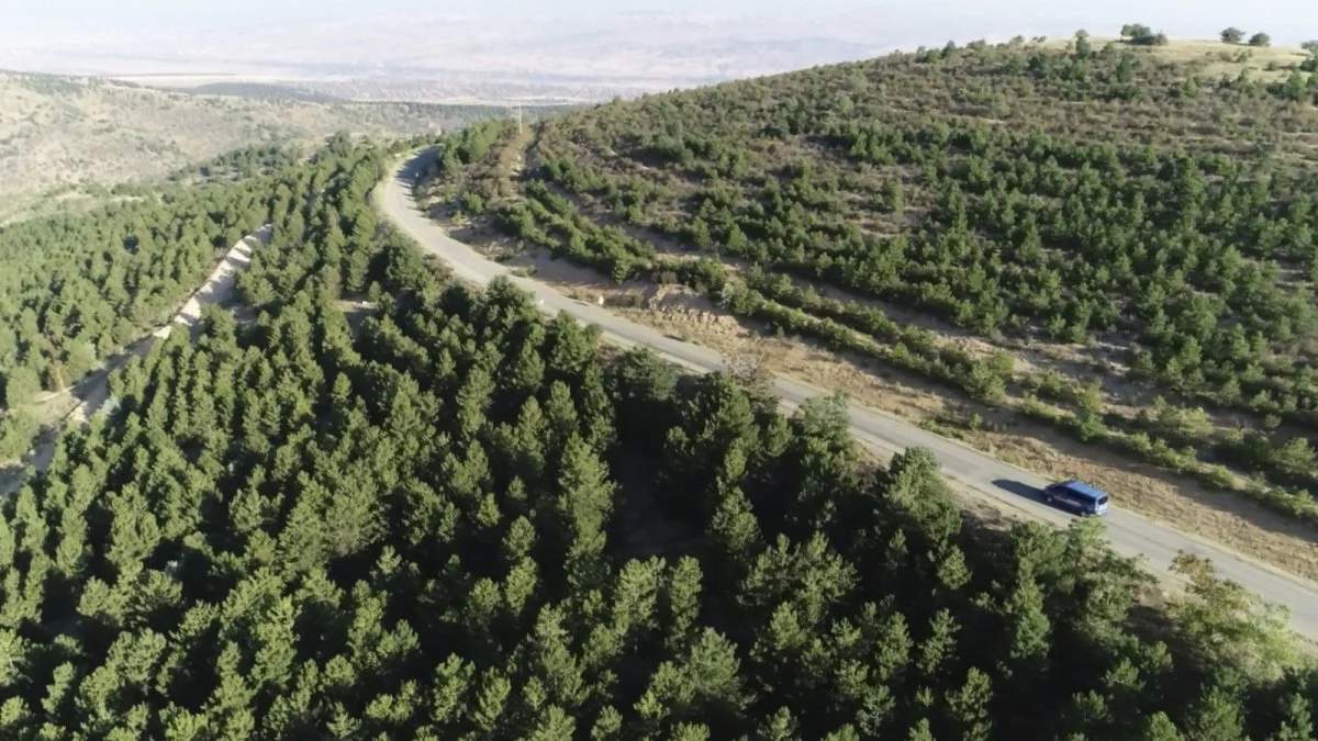 Ormandan bedavaya toplayıp paraya para demiyorlar! Aylık kazançları dudak uçuklatıyor: Tam 58 bin TL