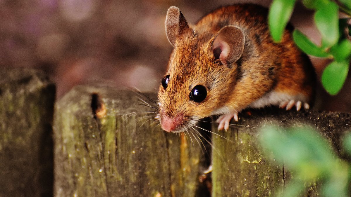 İspanya’da hayvan refahı yasası değişti: Fare öldürene, köpeklerle kötü konuşana hapis cezası