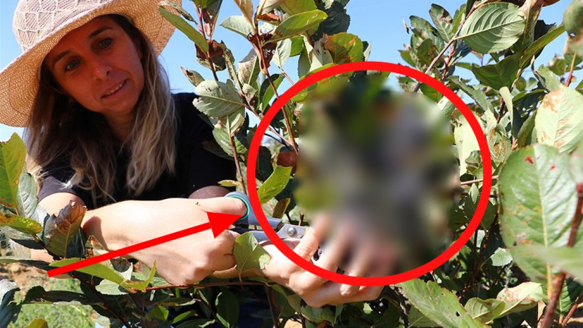 Tası tarağı topladı oraya yerleşti! Sadece bunu yetiştiriyor! İlk hasadına başladı! Tek seferde 500 kilo...