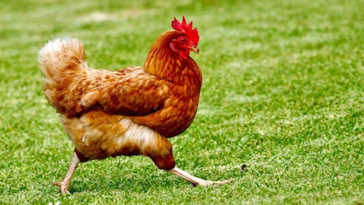 Japon bilim adamlarından ilginç buluş: Yapay zekayla tavuk sesi tercümesi