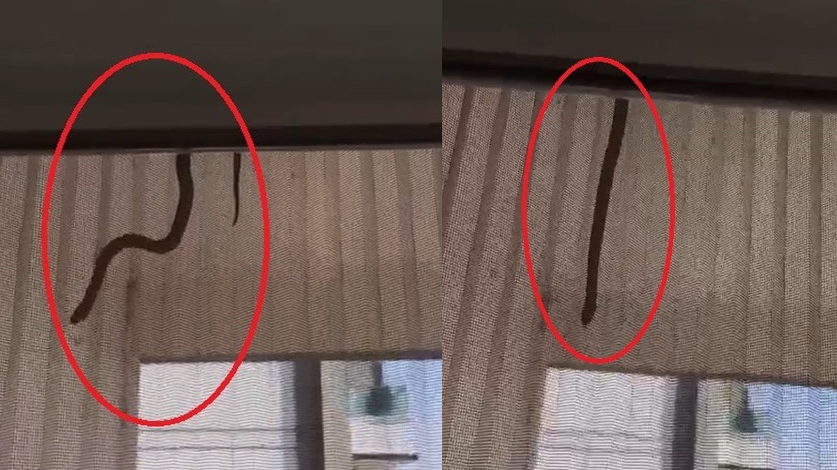 Diyarbakır'da bir eve yılan girdi