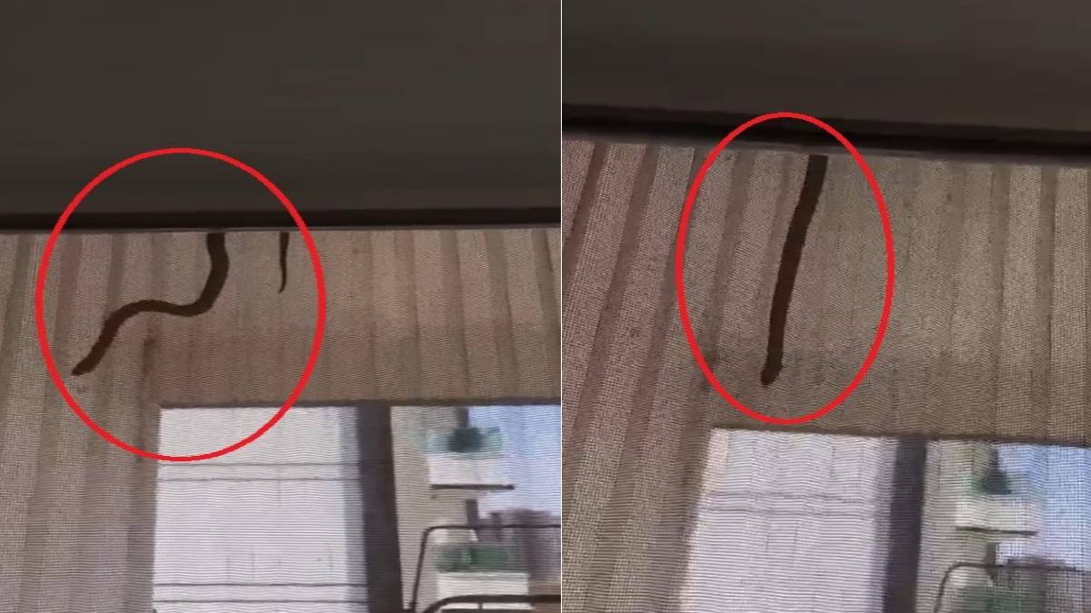 Burası Amerika değil Türkiye! Perdeden inen koca yılanı görenler kaçacak yer arıyor: O ilimizde istila başladı