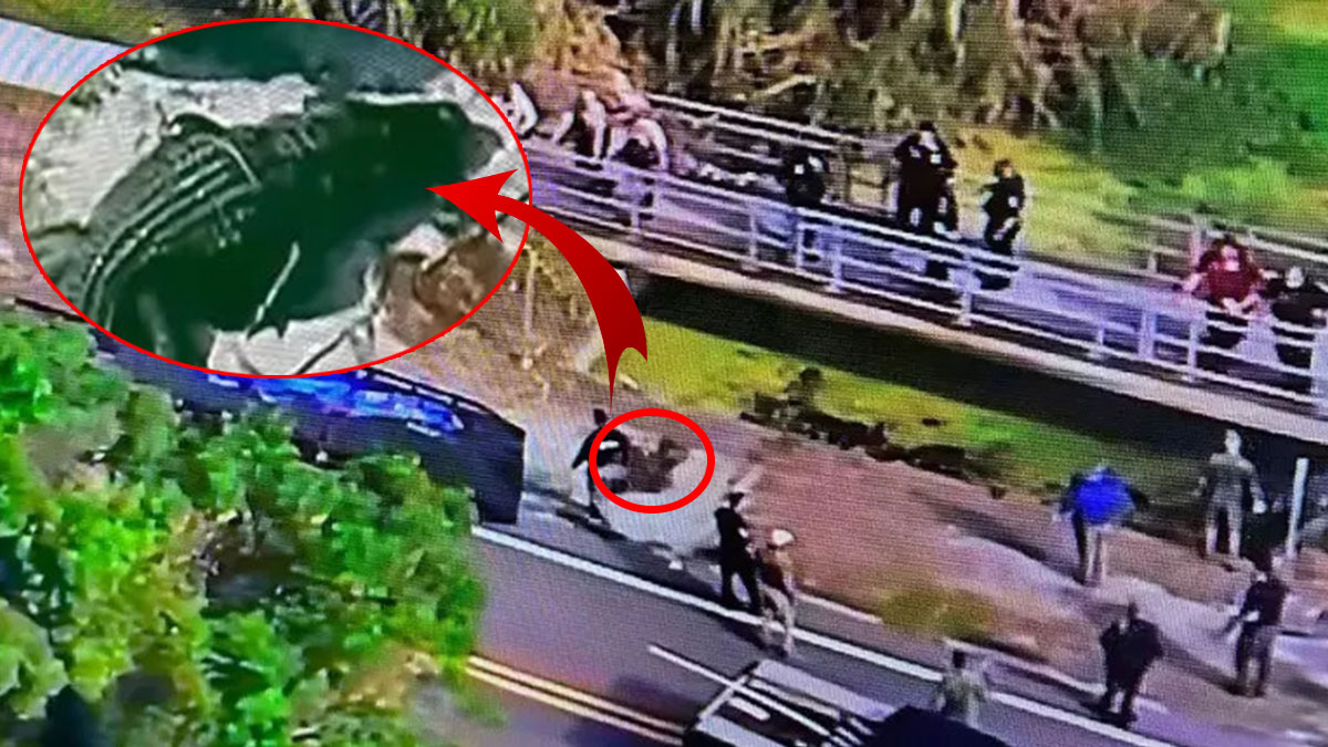 Timsahın sokakta dolaşmasından ziyade ağzındakini görenler şoke oldu! O anlar anbean kamerada