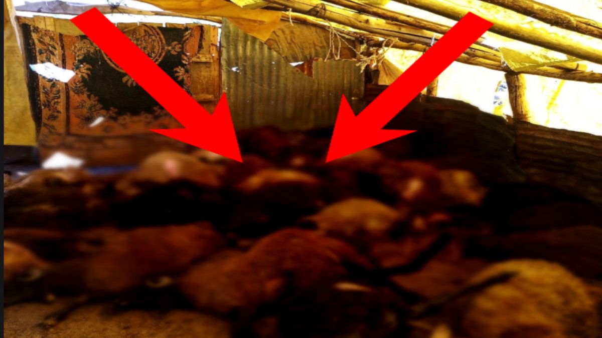 Ellisini birden öldürdü! Yok böyle bir vahşet! Her şey bir anda oldu! Canavarlar ne var ne yok saldırdı!