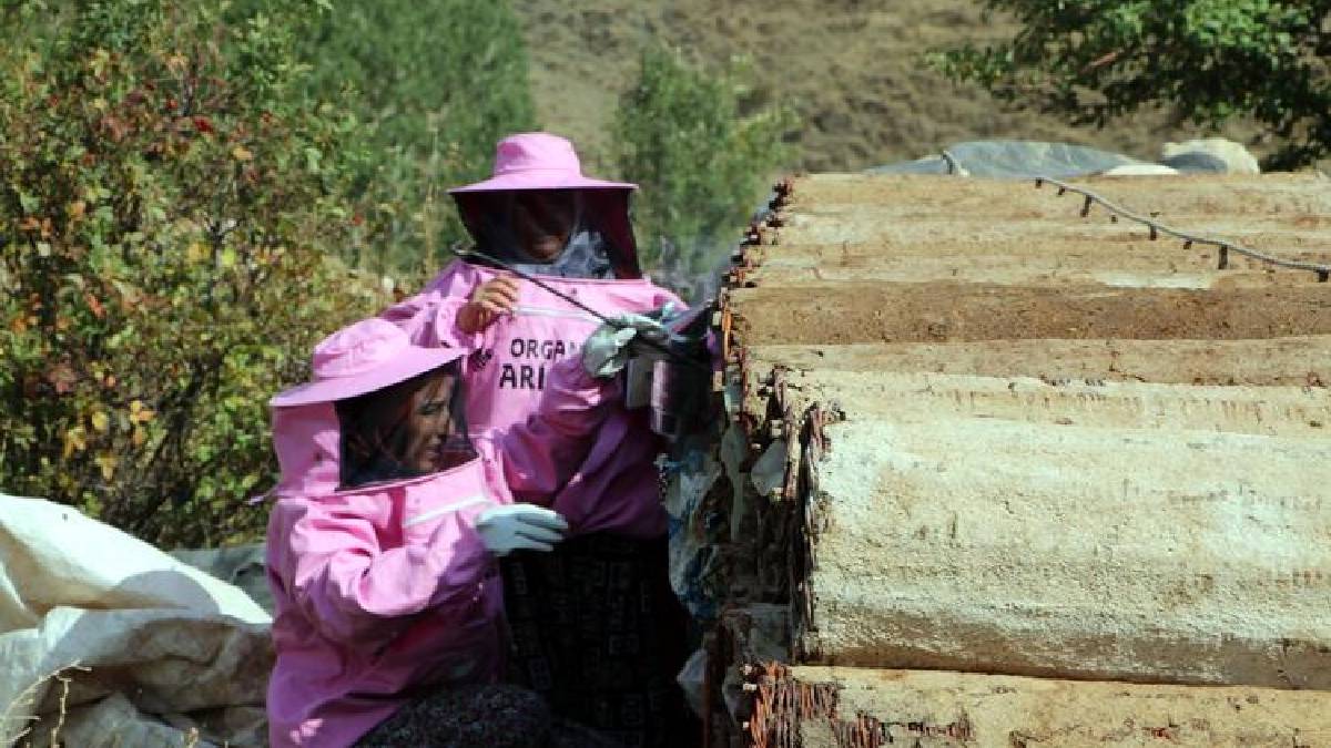 Dünyanın en iyisi bir kadın elinden çıkıyor! Artos Dağı’ndan gelip mideleri zenginleştiriyor! Değeri ise paha biçilemiyor