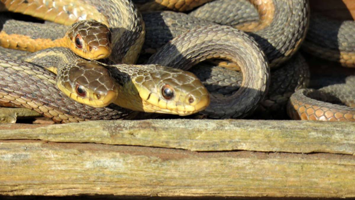Bir ısırığı fili bile öldürüyor! Çorumlu adamın cesareti Türkiye'yi gururlandırdı: Yılanı kovalama nedeni herkesi şaşırttı