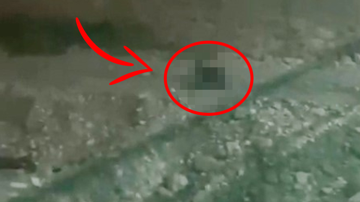 Gece dağdan inip artık evlere giriyorlar! Zonguldak, Sinop, Bolu, Kastamonu'da yaşayanlar kapıyı sıkı sıkı kapatın...