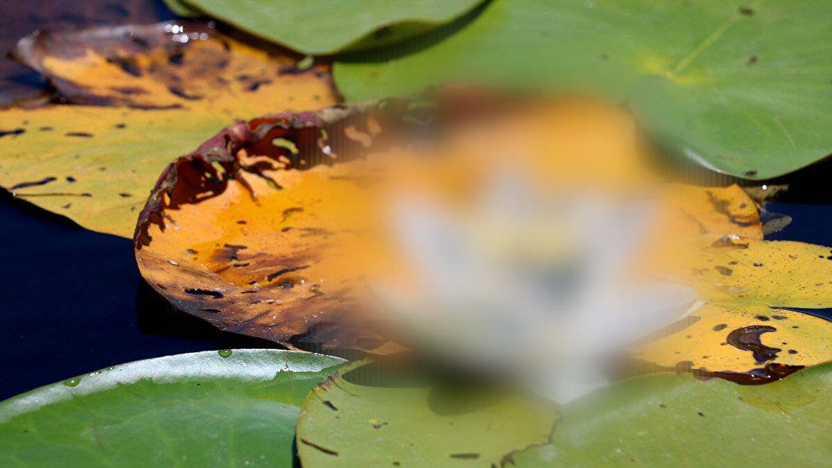 Bu çiçeğe sakın dokumayın! Koparmanın cezası 244 bin lira... Elinizi bile sürmeyin, binlerce lira ceza ödemeyebilirsiniz