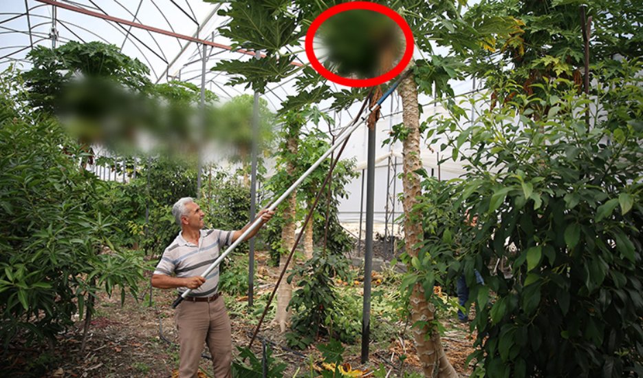 Bakımı kolay, az su istiyor! Anavatanı Meksika... Az maliyetli bitki artık Türkiye'de de yetişiyor!