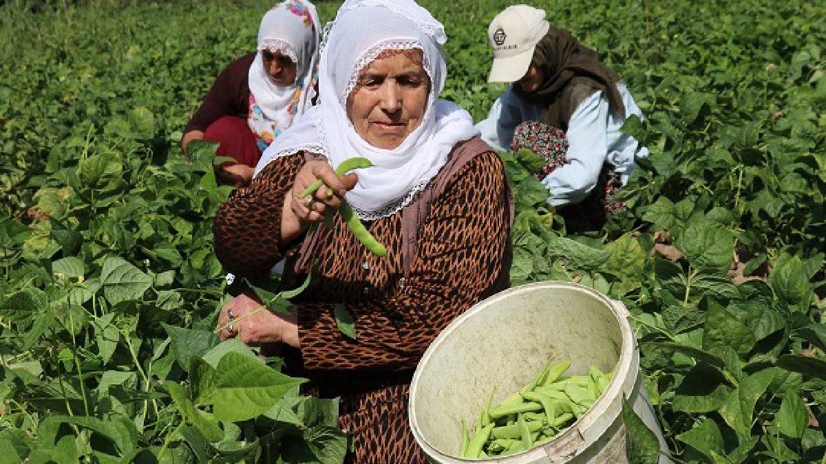 Dünyanın en lezzetli fasulyesi Türkiye'den çıktı! Vanlılar benim diyenin adını haritadan silecek: O artık has be has Vanlı