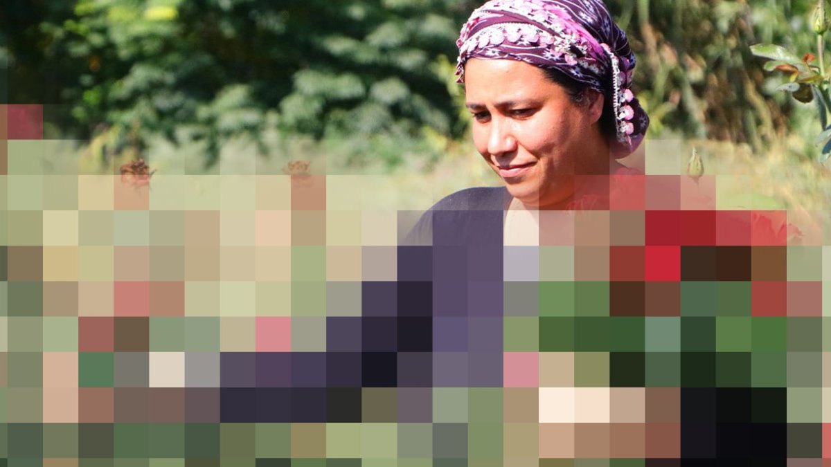 İlk hasat gerçekleşti! 40 bin adet toplandı! Tanesi 15 lira... Üreticisinin yüzü gülecek