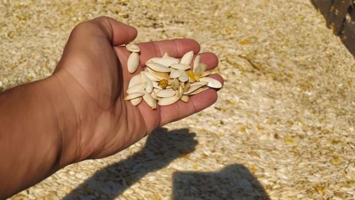 Denemek için ekti şimdi toplamakla çıkışamıyor! Dönüm başına tam 120 kilo verim, herkese ekmesi için tavsiye etti