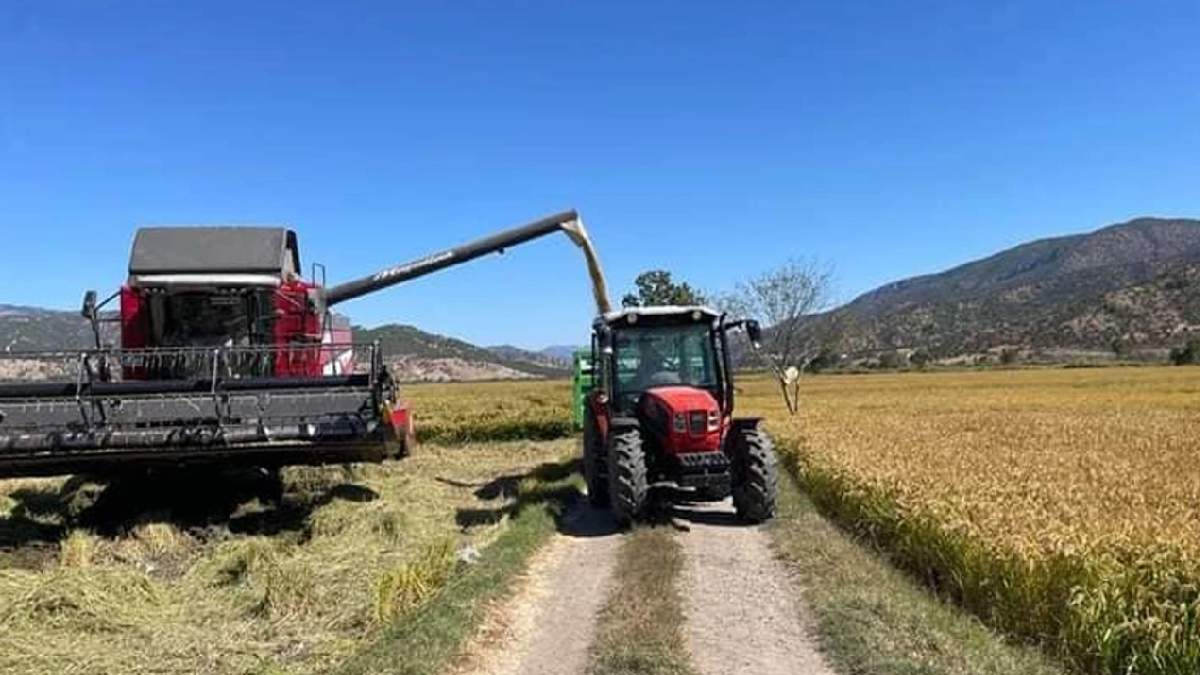'Beyaz altın' hasadı başladı! Düşük fiyatlara hazır olun: İlk defa bu rakamlardan sofrada olacak