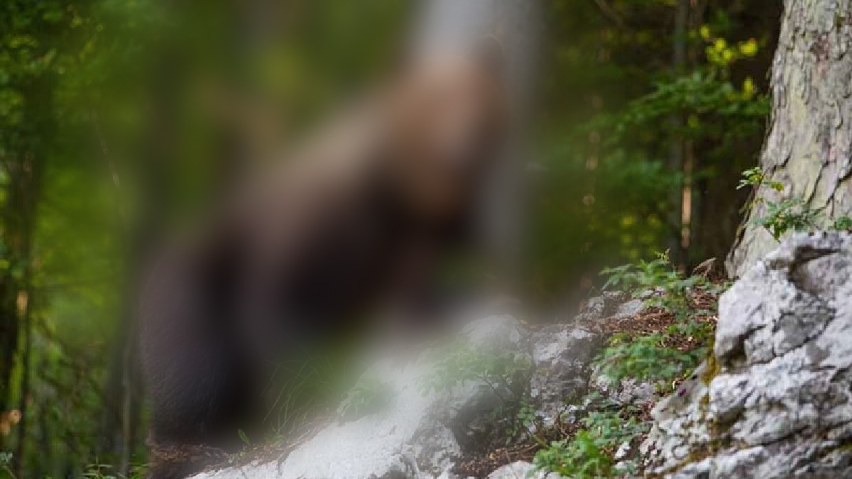 Dağdan indi şehit törenindeki halka saldırdı! Hayvan değil canavar... Giresun, Trabzon, Gümüşhane, Bayburt dikkat