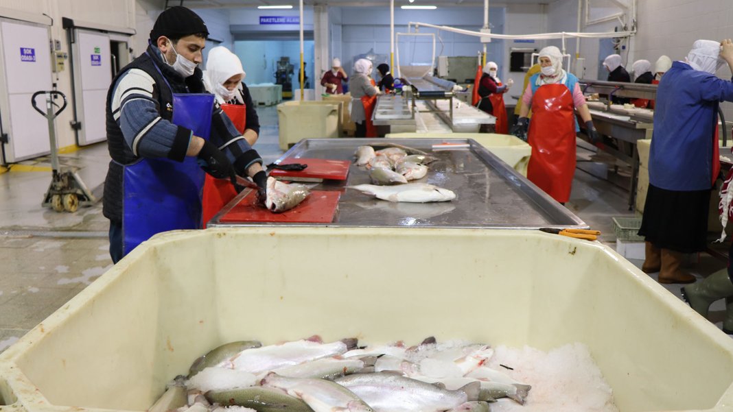 Su ürünlerinde 1,7 milyar dolarlık gelir: Türk somonunda 103 ülkede rekor kazanç