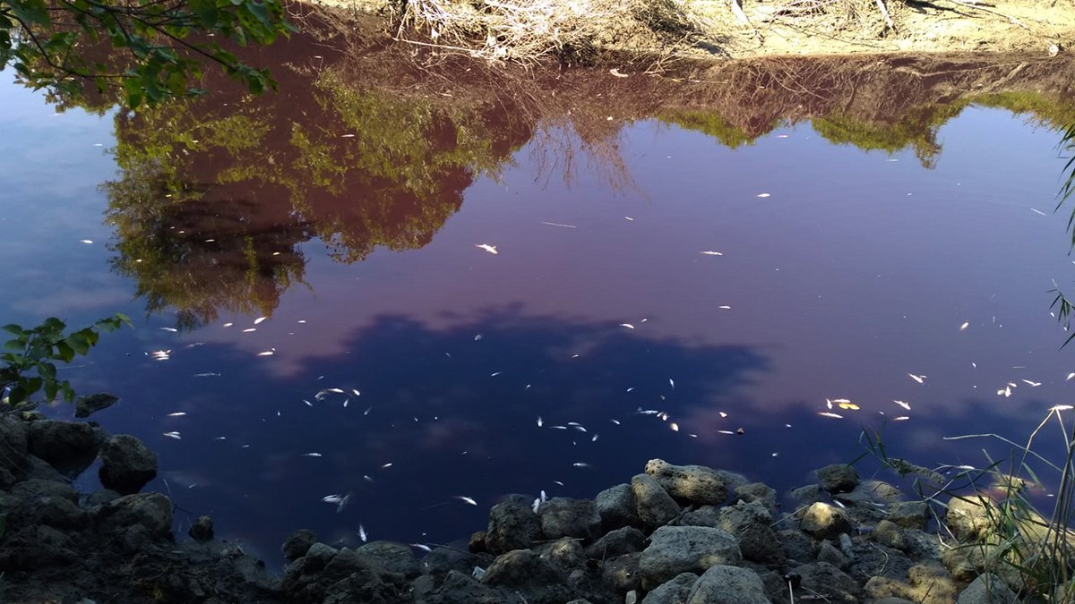 Kimyasal atıklar Karasu Çayı'nın rengini siyaha döndürmüştü: Yüzlerce balık ölümüne inceleme