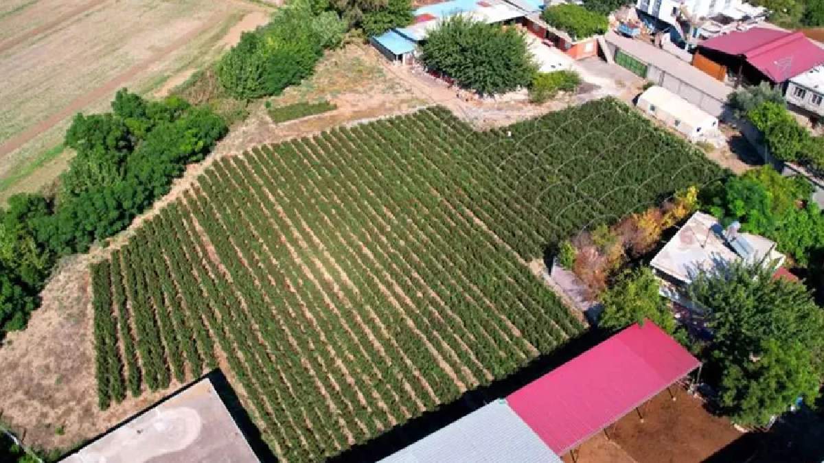 Adana'da yüksek verimli hasat heyecanı! 40 binlik rekolte bekleniyor: Tanesi 15 liradan tüm Türkiye'ye ulaşacak