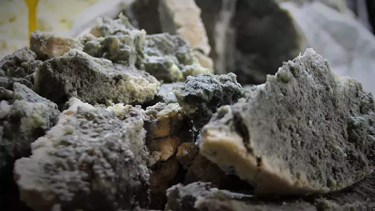 Görüntüsüne aldanmayın! Faydası için ta yurt dışından almaya geliyorlar: Kilosu 130 liraya havada kapılıyor