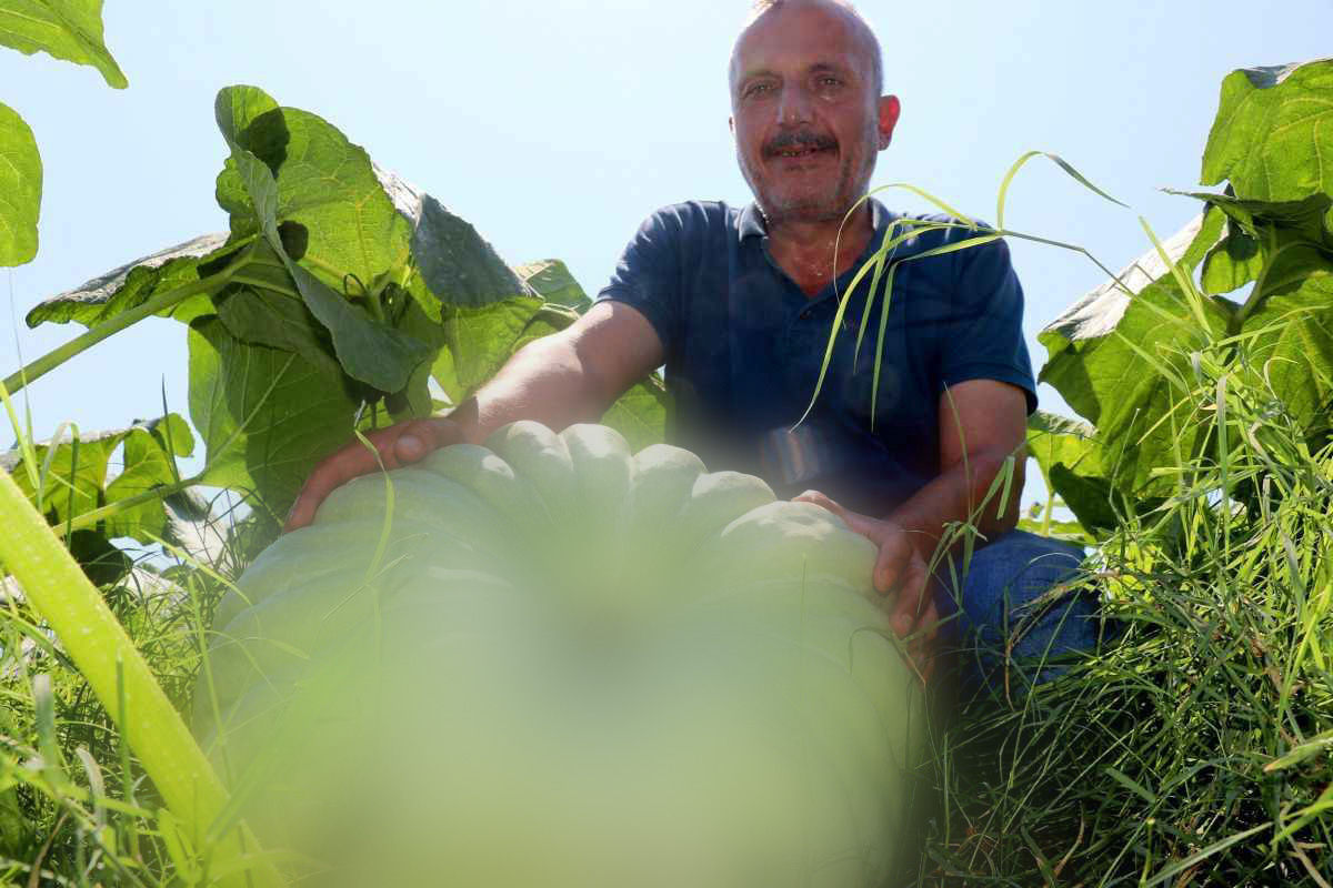 Örnek olayım derken milyoner oldu! Tarlaya öyle bir şey ekti ki, mahsul değil para topluyor